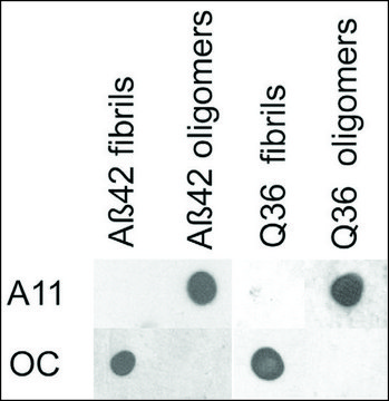 Anti-APP antibody produced in rabbit 1&#160;mg/mL, affinity isolated antibody