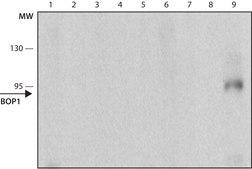 Monoclonal Anti-BOP1 antibody produced in rat ~1.0 mg/mL, clone BOP 6H11, purified immunoglobulin, buffered aqueous solution