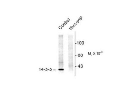 Anti-14-3-3 phospho Serine58 Antibody Chemicon&#174;, from rabbit