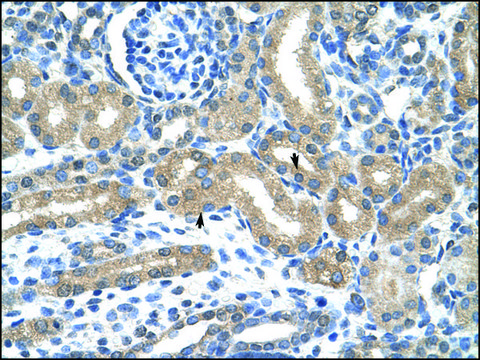 Anti-HIF3A antibody produced in rabbit IgG fraction of antiserum