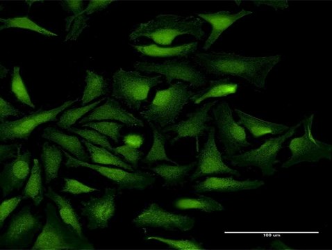 Anti-KIAA0101 antibody produced in mouse purified immunoglobulin, buffered aqueous solution