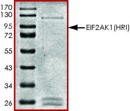 EIF2AK1 (HRI), active, GST tagged human PRECISIO&#174;, recombinant, expressed in baculovirus infected Sf9 cells, &#8805;70% (SDS-PAGE), buffered aqueous glycerol solution