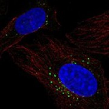 Anti-PRCP antibody produced in rabbit Prestige Antibodies&#174; Powered by Atlas Antibodies, affinity isolated antibody, buffered aqueous glycerol solution