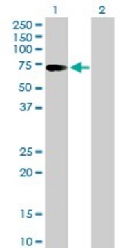 Anti-ZKSCAN1 antibody produced in mouse purified immunoglobulin, buffered aqueous solution