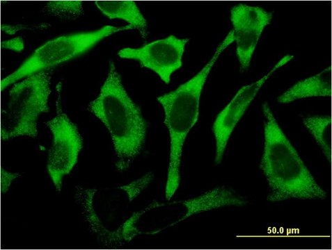 Monoclonal Anti-RPL17 antibody produced in mouse clone 3G11, purified immunoglobulin, buffered aqueous solution