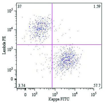 Monoclonal Anti-Lambda light chains-PE antibody produced in mouse clone 4C2, purified immunoglobulin, buffered aqueous solution