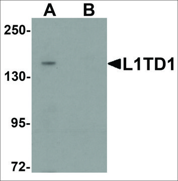 Anti-L1TD1 antibody produced in rabbit affinity isolated antibody