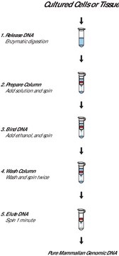 GenElute&#8482; Mammalian Genomic DNA Miniprep Kits sufficient for 350&#160;purifications