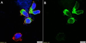Anti-HLA-DRB1 Antibody, clone 4D12 ZooMAb® Rabbit Monoclonal recombinant, expressed in HEK 293 cells