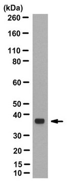 Anti-Galectin-9 Antibody, clone 1G3 clone 1G3, from mouse