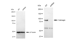 KD-Validated Anti Calmegin Antibody, clone 23GB3280, Rabbit Monoclonal clone 23GB3280, recombinant rabbit monoclonal, expressed in HEK293 cells