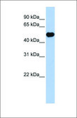 Anti-KCNJ12 antibody produced in rabbit affinity isolated antibody