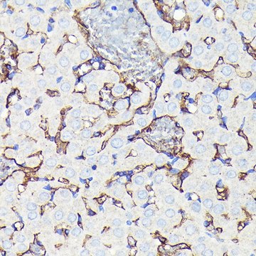 Anti-CD34 antibody produced in rabbit