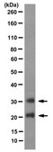 Anti-Lin-28B, clone 17A2 Antibody clone 17A2, from mouse