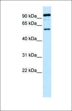 Anti-GABRR1 antibody produced in rabbit affinity isolated antibody