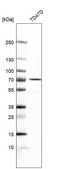 Anti-NAALADL2 antibody produced in rabbit Prestige Antibodies® Powered by Atlas Antibodies, affinity isolated antibody, buffered aqueous glycerol solution