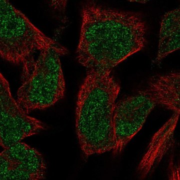 Anti-PKNOX2 antibody produced in rabbit Prestige Antibodies&#174; Powered by Atlas Antibodies, affinity isolated antibody