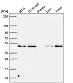 Anti-RELT antibody produced in rabbit Prestige Antibodies® Powered by Atlas Antibodies, affinity isolated antibody