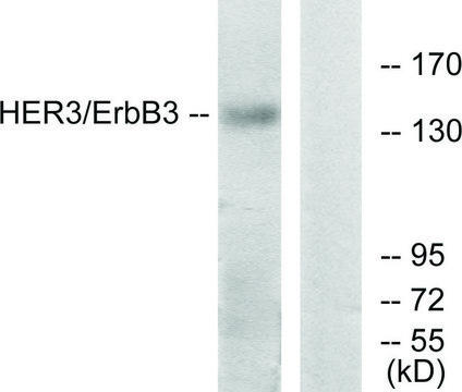 Anti-HER3 antibody produced in rabbit affinity isolated antibody