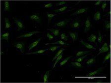 Monoclonal Anti-MYCBP antibody produced in mouse clone 2E9, purified immunoglobulin, buffered aqueous solution