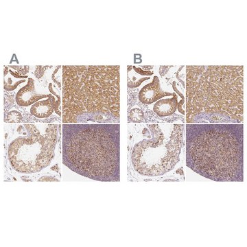 抗 -PGAM5 兔抗 Prestige Antibodies&#174; Powered by Atlas Antibodies, affinity isolated antibody, buffered aqueous glycerol solution