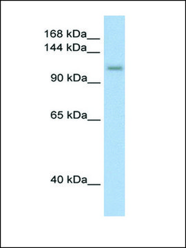 Anti-PRPF6 (AB1) antibody produced in rabbit IgG fraction of antiserum