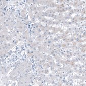 Anti-RXFP1 antibody produced in rabbit Prestige Antibodies® Powered by Atlas Antibodies, affinity isolated antibody, buffered aqueous glycerol solution
