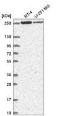 Anti-HEATR5B antibody produced in rabbit Prestige Antibodies® Powered by Atlas Antibodies, affinity isolated antibody