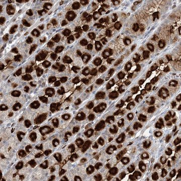 Anti-GIN1 antibody produced in rabbit Prestige Antibodies&#174; Powered by Atlas Antibodies, affinity isolated antibody, buffered aqueous glycerol solution