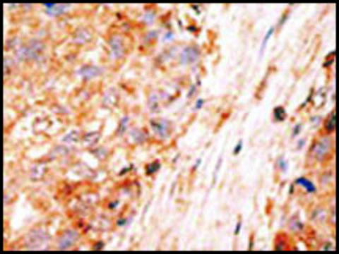 Anti-BIRC7 (C-term) antibody produced in rabbit IgG fraction of antiserum, buffered aqueous solution