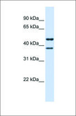 Anti-TMEM135 affinity isolated antibody
