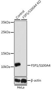 Anti-S100A4 antibody produced in rabbit