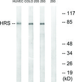 Anti-HRS antibody produced in rabbit affinity isolated antibody