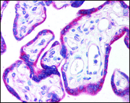 Anti-CTRP4 antibody produced in rabbit affinity isolated antibody, buffered aqueous solution