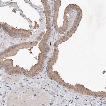 Anti-EDEM1 antibody produced in rabbit Prestige Antibodies&#174; Powered by Atlas Antibodies, affinity isolated antibody, buffered aqueous glycerol solution