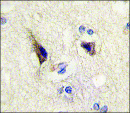 Anti-NTF3 (center) antibody produced in rabbit saturated ammonium sulfate (SAS) precipitated, buffered aqueous solution