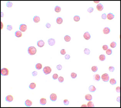 Anti-TCF12 antibody produced in rabbit affinity isolated antibody, buffered aqueous solution