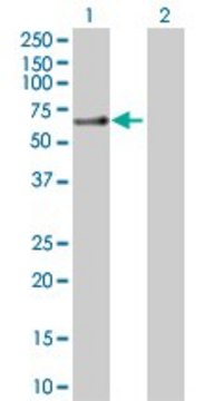 Anti-SLC1A3 antibody produced in rabbit purified immunoglobulin, buffered aqueous solution