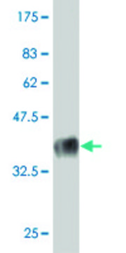 Monoclonal Anti-KLRB1 antibody produced in mouse clone 2F3, purified immunoglobulin, buffered aqueous solution