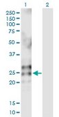 Anti-RNASE2 antibody produced in rabbit purified immunoglobulin, buffered aqueous solution
