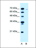 Anti-CLCC1 antibody produced in rabbit IgG fraction of antiserum