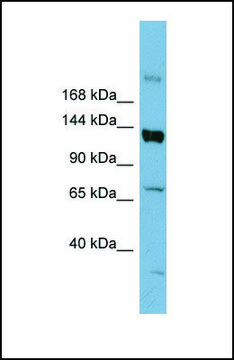 Anti-ABCB4 antibody produced in rabbit affinity isolated antibody