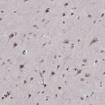 Anti-ARRB1 antibody produced in rabbit Prestige Antibodies&#174; Powered by Atlas Antibodies, affinity isolated antibody