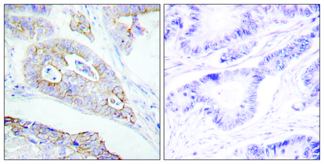 抗-CD45 兔抗 affinity isolated antibody