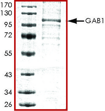 GAB1, His tagged human recombinant, expressed in baculovirus infected Sf9 cells, &#8805;70% (SDS-PAGE), buffered aqueous glycerol solution