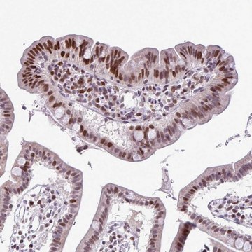 Anti-IRF1 antibody produced in rabbit Prestige Antibodies&#174; Powered by Atlas Antibodies, affinity isolated antibody, buffered aqueous glycerol solution