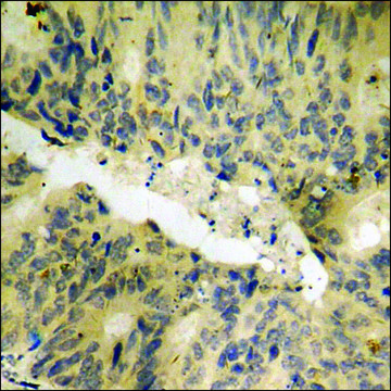 Anti-phospho-PAK2 (pSer141) antibody produced in rabbit affinity isolated antibody