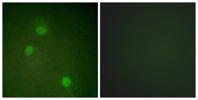 Anti-AURB antibody produced in rabbit affinity isolated antibody