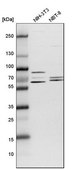 Anti-TCP1 antibody produced in rabbit Prestige Antibodies® Powered by Atlas Antibodies, affinity isolated antibody, buffered aqueous glycerol solution, ab1
