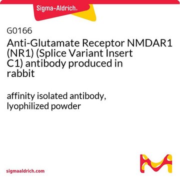 Anti-Glutamate Receptor NMDAR1 (NR1) (Splice Variant Insert C1) antibody produced in rabbit affinity isolated antibody, lyophilized powder